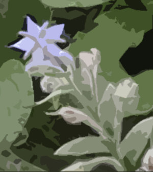 borage purple