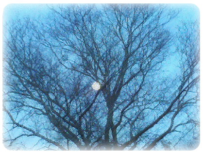 moon in a tree